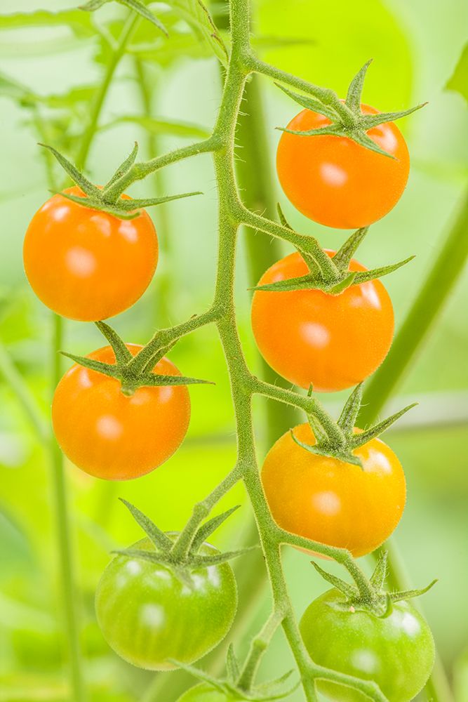 Issaquah-Washington State-USA Cluster of Sun Gold cherry tomatoes